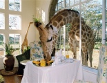 Хотелът Giraffe Manor в Найроби